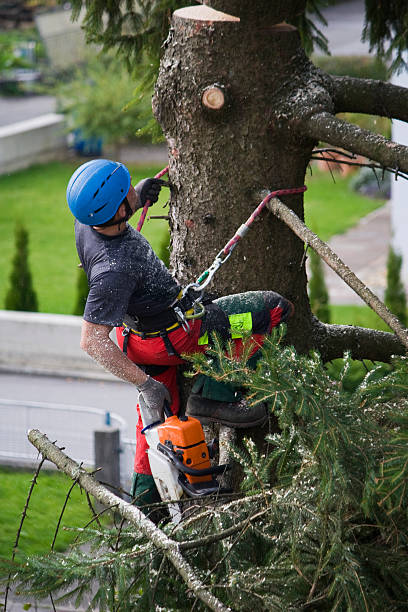 Reliable Okawville, IL Tree Services Solutions