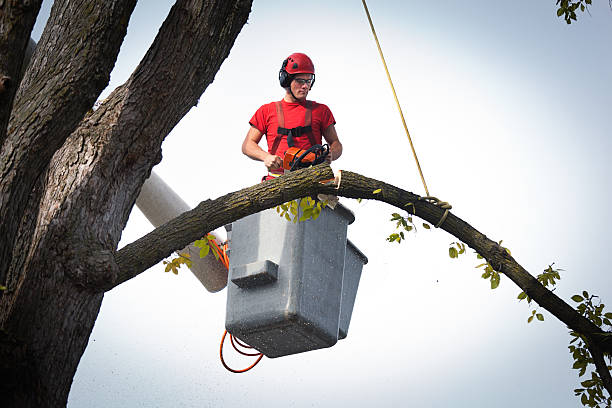 Best Tree Disease Treatment  in Okawvle, IL