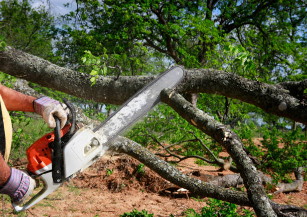 Best Tree and Shrub Care  in Okawvle, IL